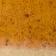 Dark Yellow