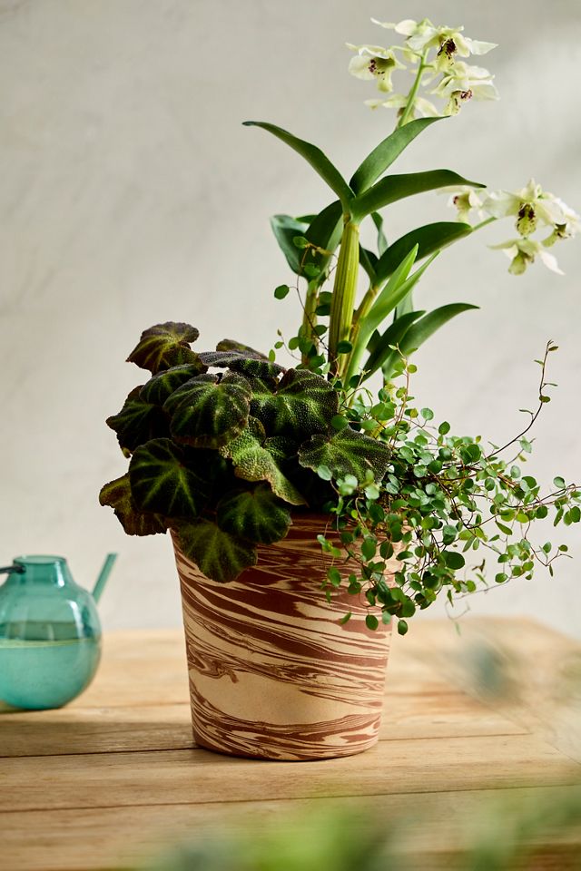 Marbled Terracotta Flare Planter #2
