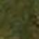Moss