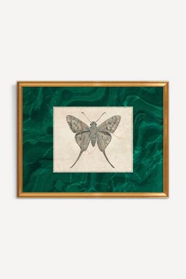 Moth Wall Art