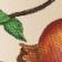 Pomegranate Cherry