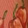 Mango Habanero