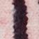 Pink Stripe