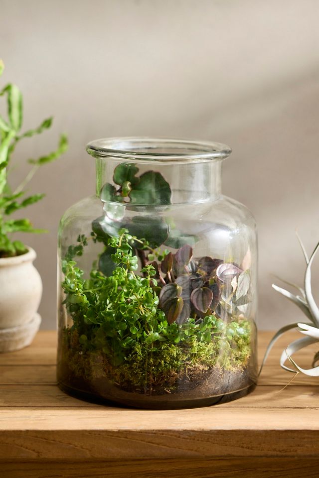 Wide Mouth Jar Terrarium #2