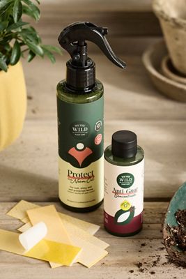 Houseplant Pest + Shine Kit