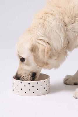 Memento Polka-Dot Pet Bowl