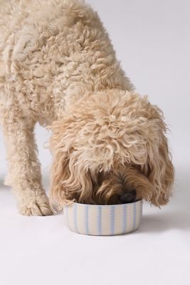 Rounded Scallop Pet Bowl