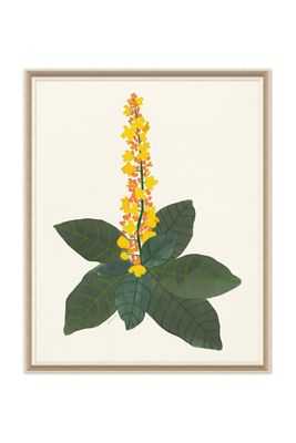 Euphorbia Wall Art