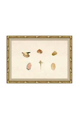 Malacology Study Wall Art