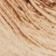 Soft Brown