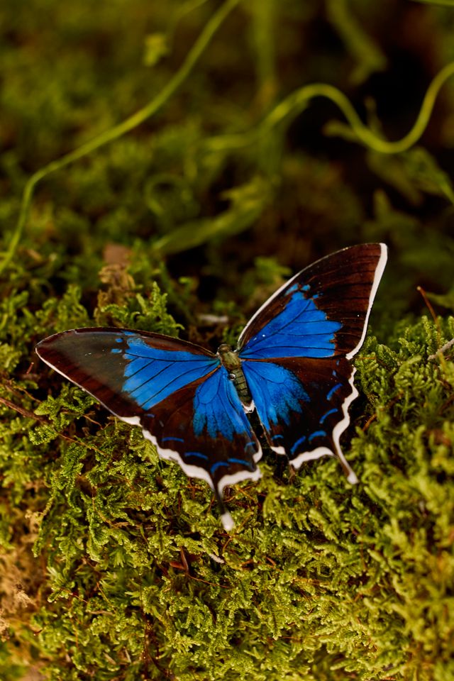Enameled Iron Butterflies, Set of 7 #3