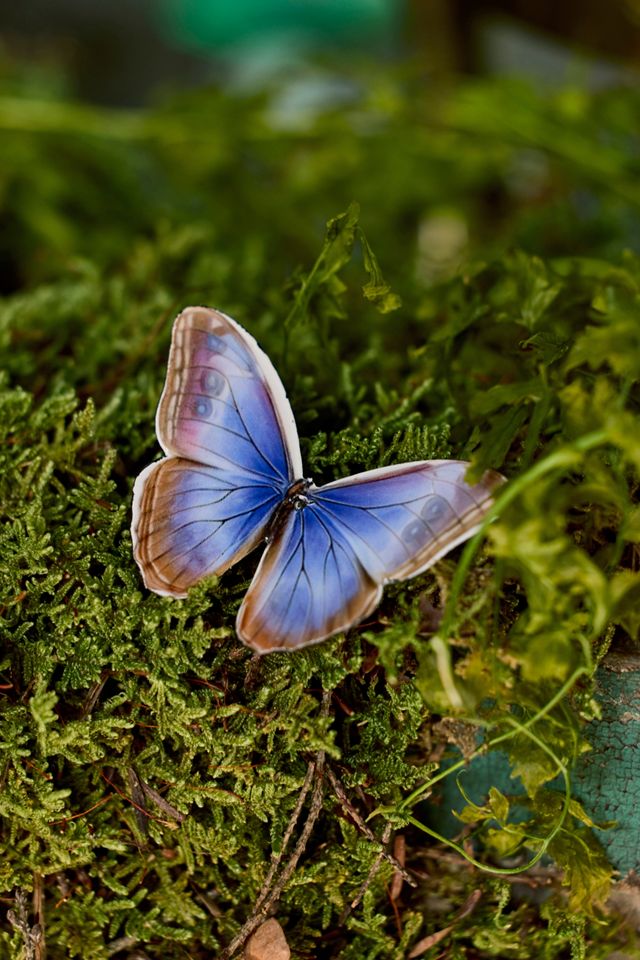 Enameled Iron Butterflies, Set of 7 #1