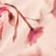 Pink Floral