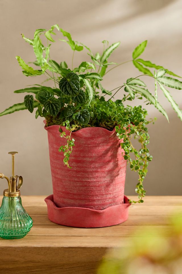 Red Pie Crust Terracotta Pot #3