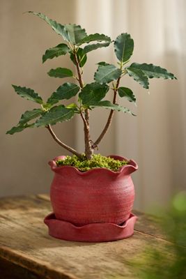 Red Terracotta Pie Crust Planter