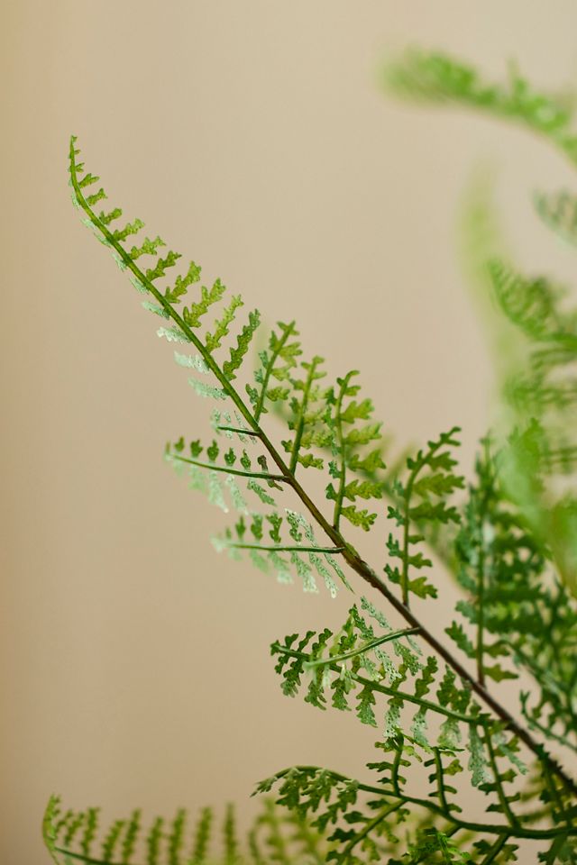 Faux Fern Plant #1