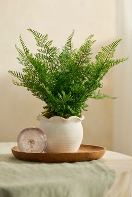 Faux Fern Plant
