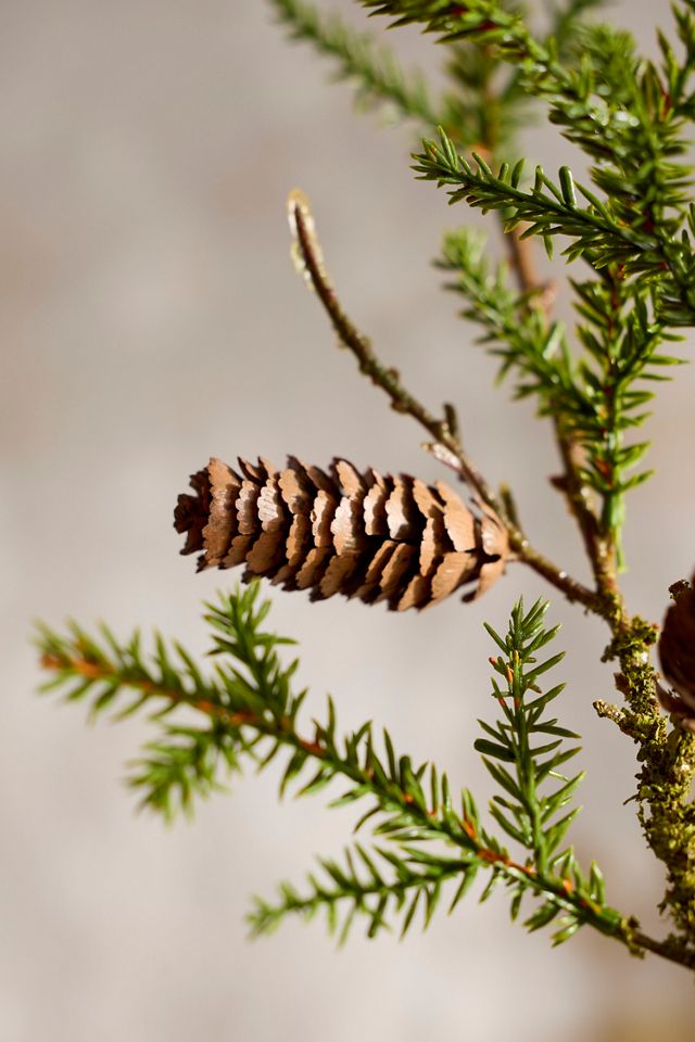 Faux Pine Spray #1