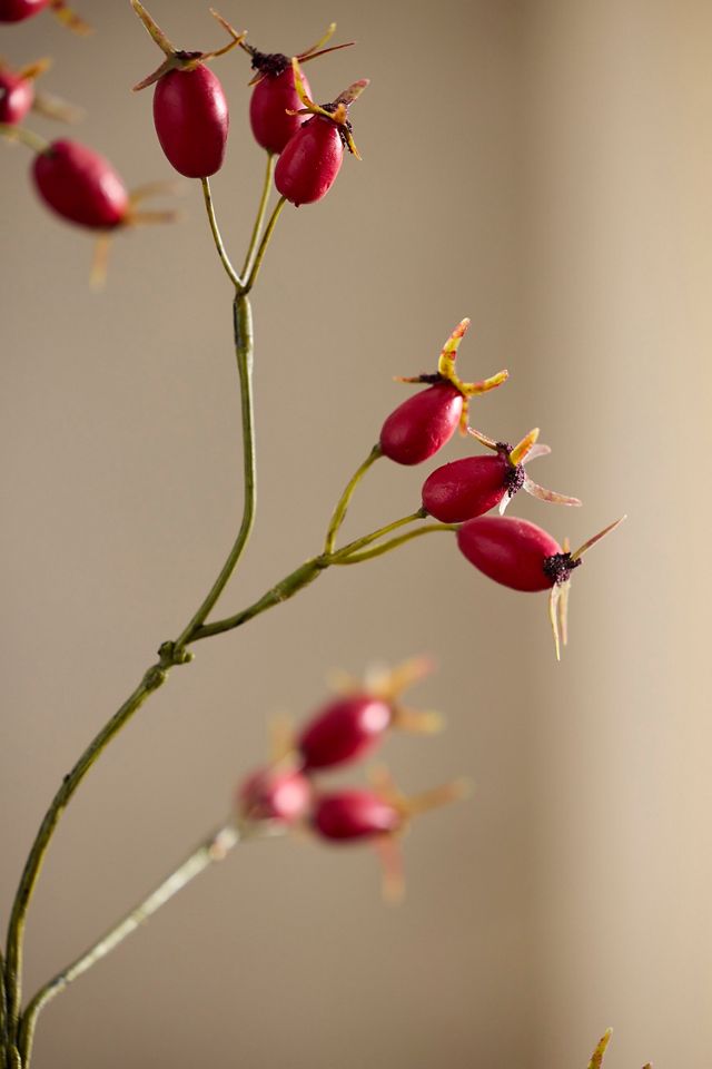 Faux Rosehip Spray #1