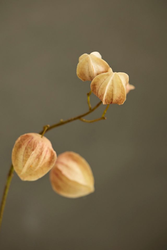 Faux Physalis Pod Spray #1