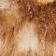 Spot