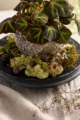 Preserved Moss Collection, Forest