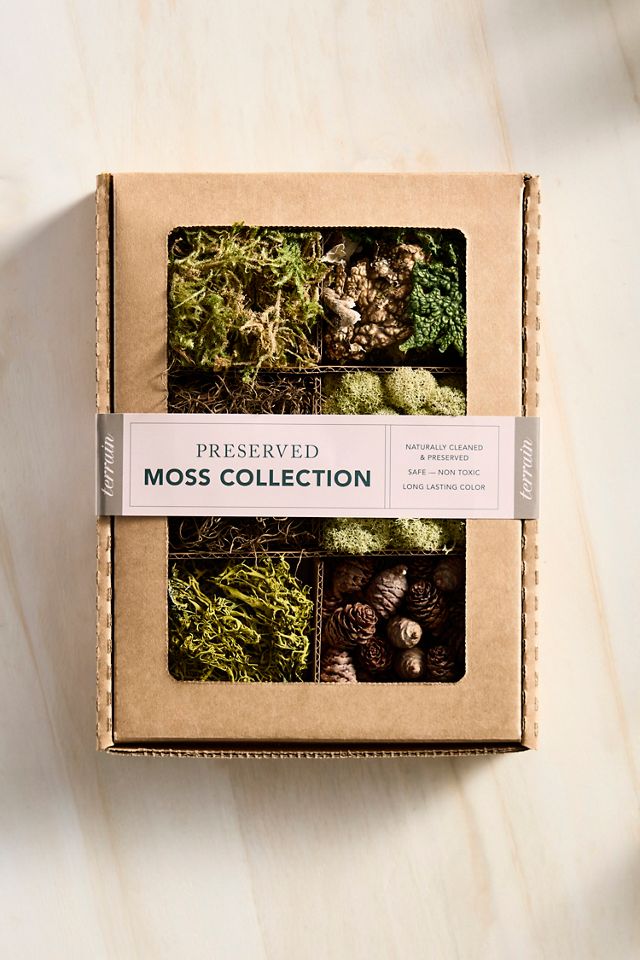 Preserved Moss Collection, Forest #1