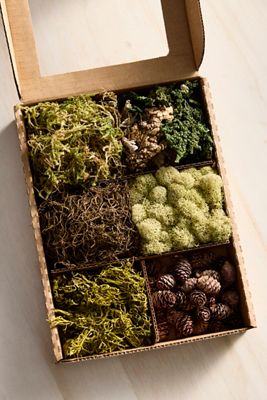 Preserved Moss Collection, Forest
