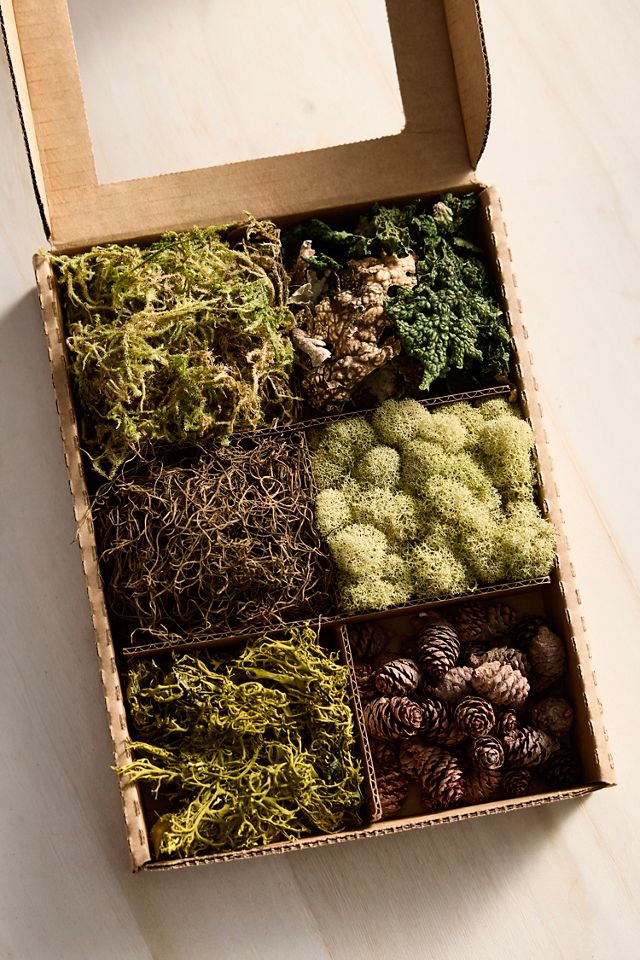 Preserved Moss Collection, Forest #2