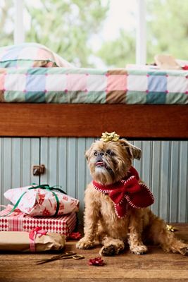 FURB x Anthropologie Bow Pet Scarf