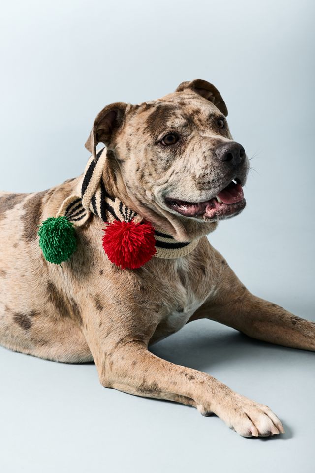 FURB x Anthropologie Striped Pom Pom Pet Scarf #1