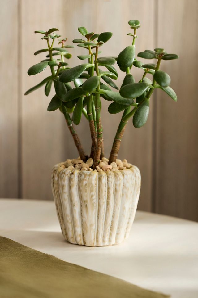 Ridged Round Shoulder Ceramic Pot #2