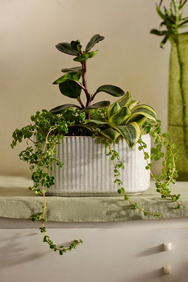 Ridged Oval Ceramic Planter #2