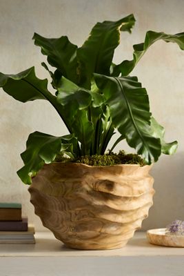 Teak Root Wave Jar