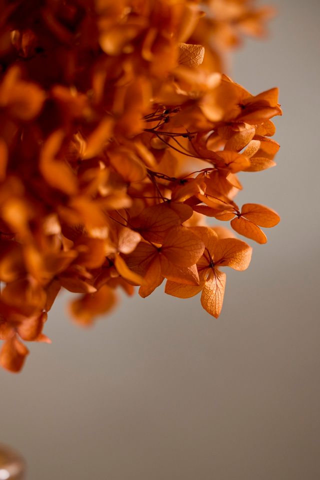 Autumn Hues Dried Hydrangea Bunch #1