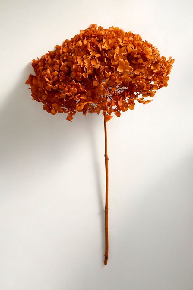 Autumn Hues Dried Hydrangea Bunch #2