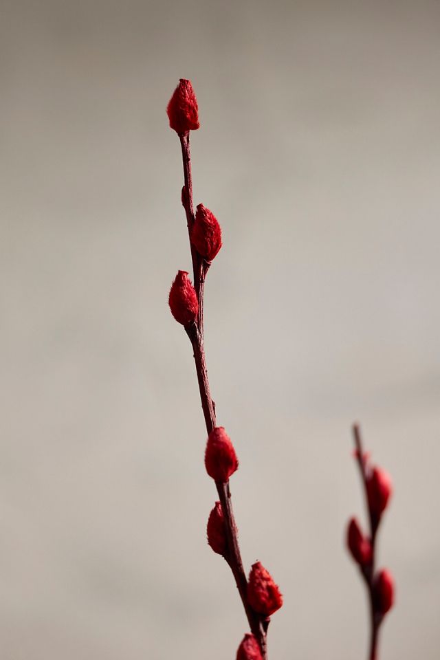 Dried Burgundy Pussy Willow Bunch #1