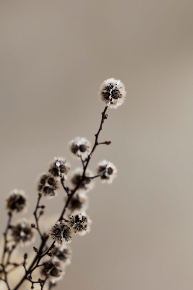 Dried Stirlingia Bunch #1