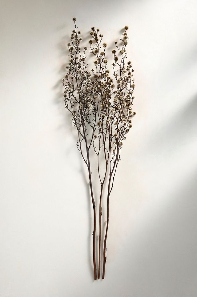 Dried Stirlingia Bunch #2