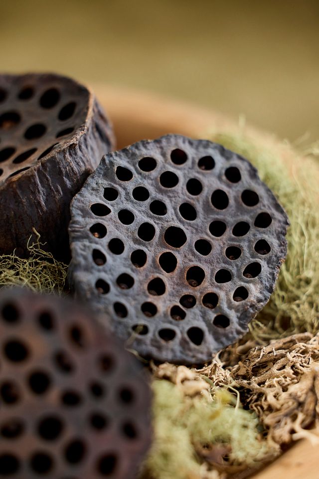 Dried Lotus Pod Bunch #1