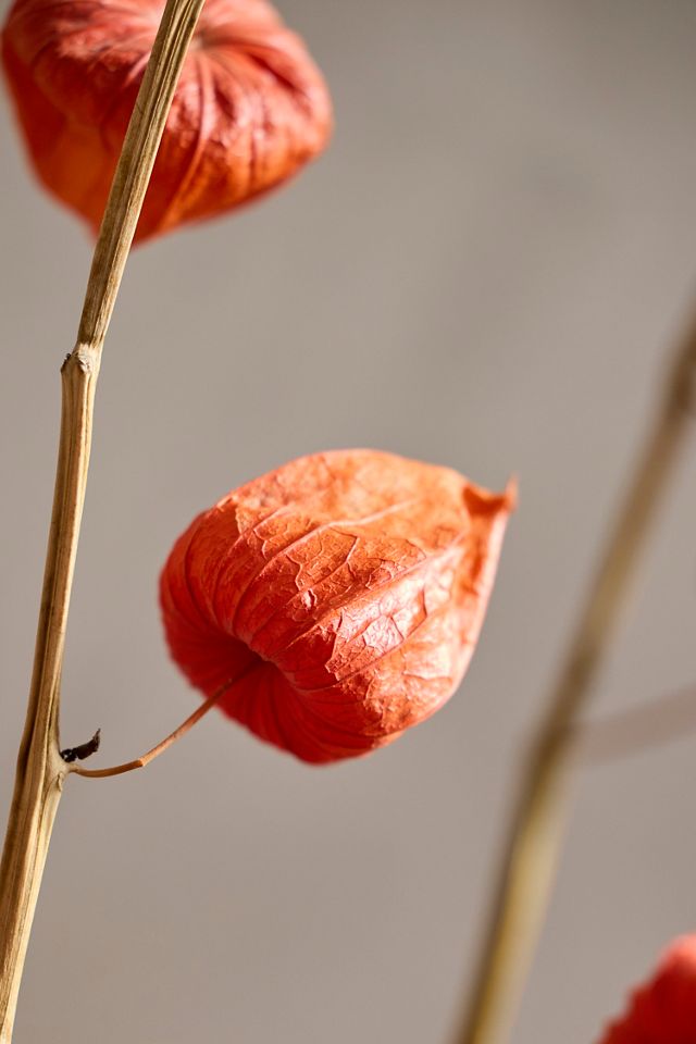 Dried Physalis Bunch #1