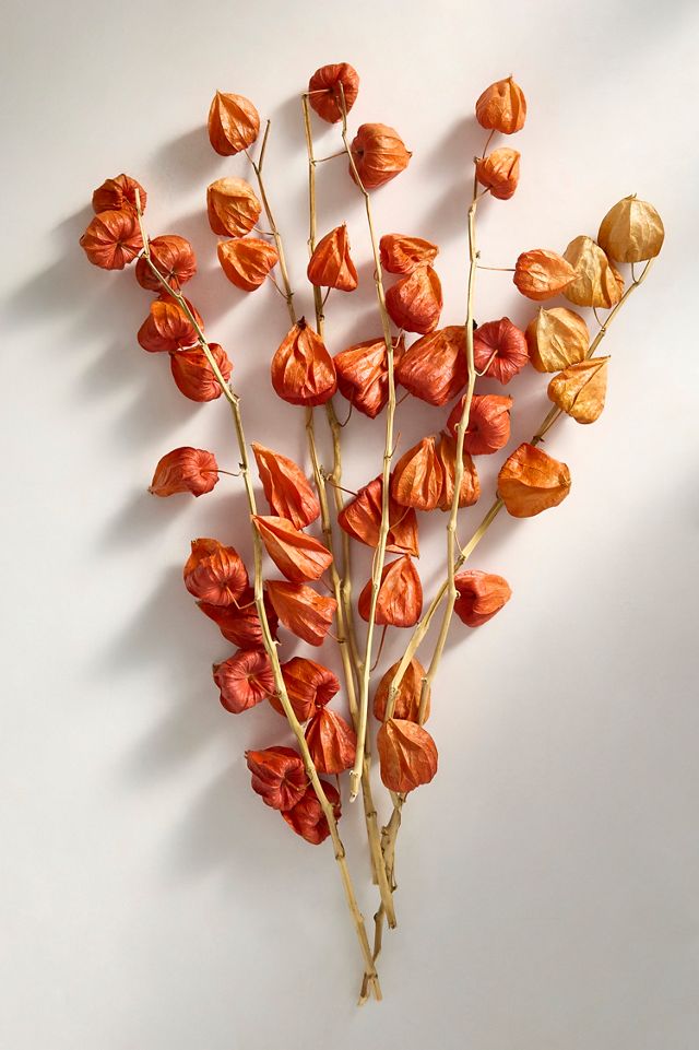 Dried Physalis Bunch #2