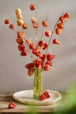 Dried Physalis Bunch