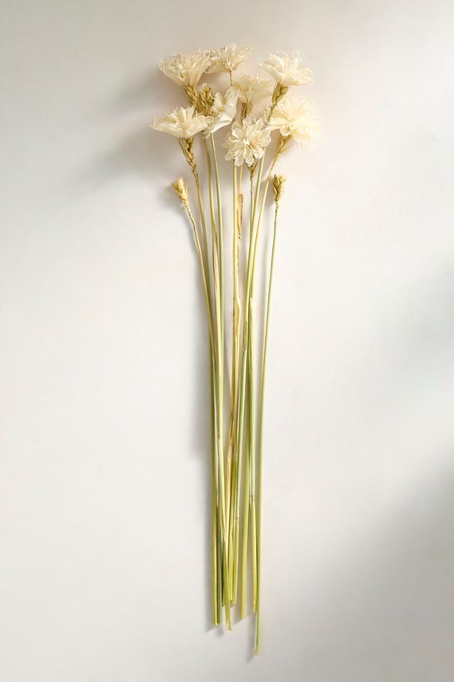Dried White Sola Bunch #1