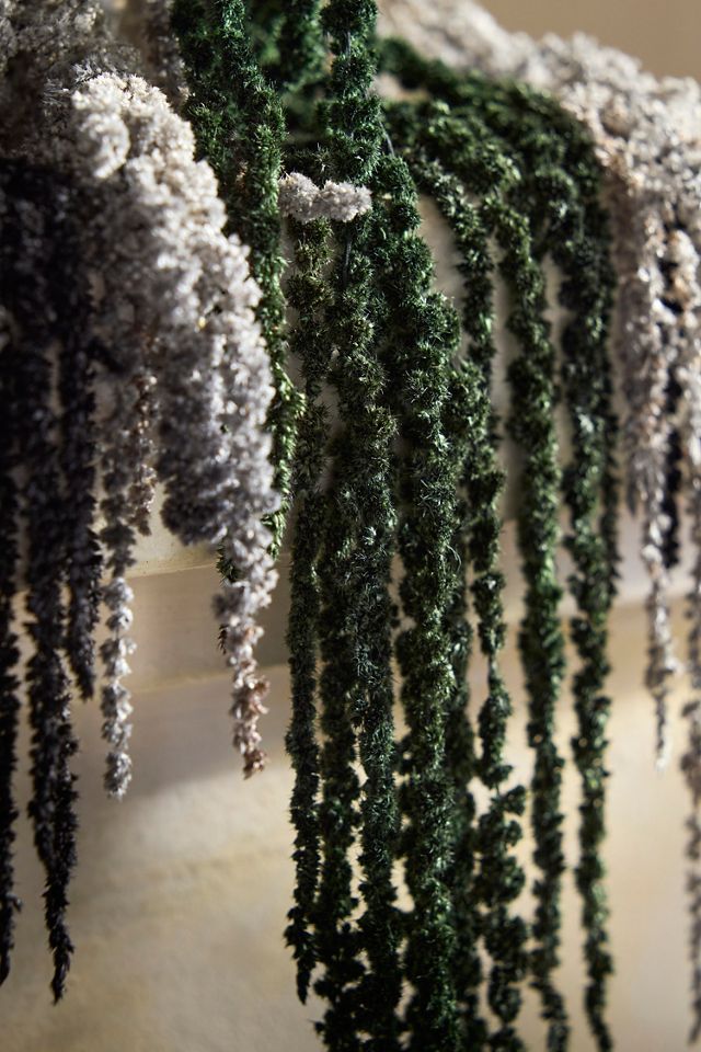 Dried Hanging Amaranth Bunch #1