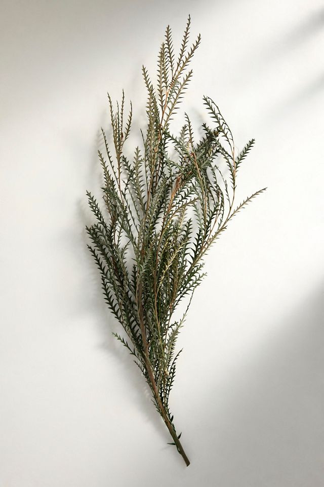Dried Grevillea Bunch #2