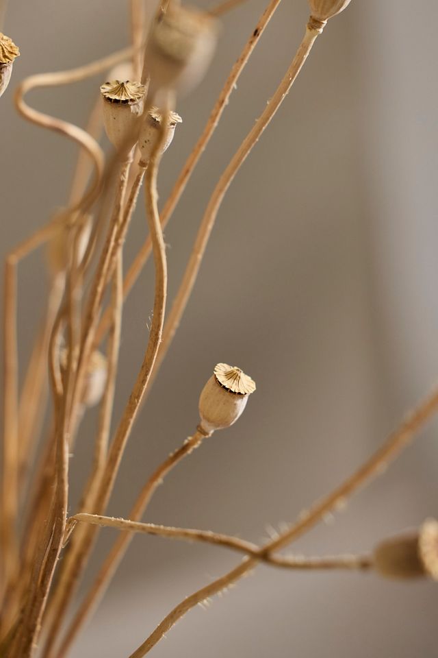 Dried Mini Papaver Bunch #1