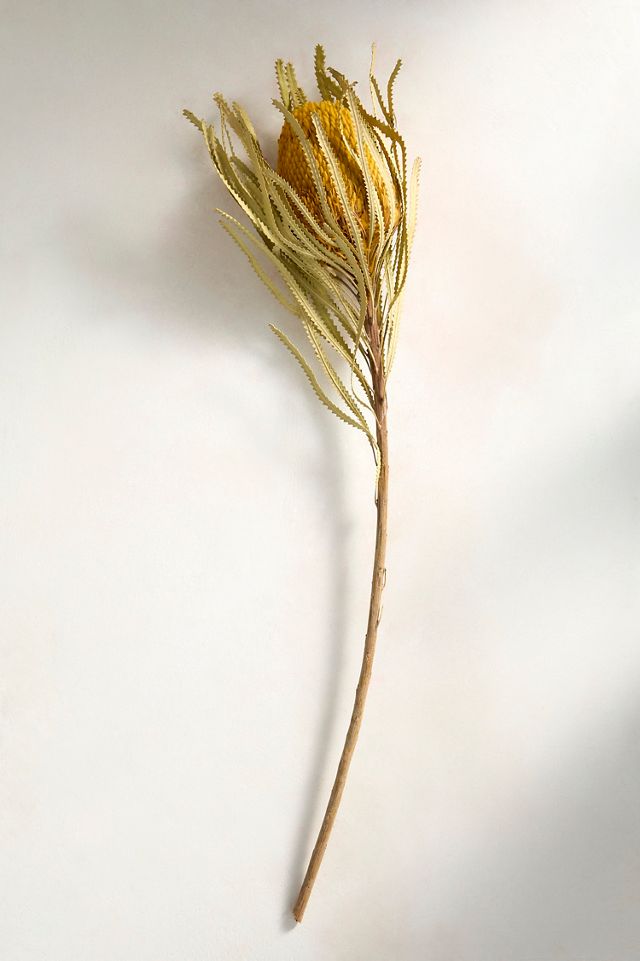 Dried Yellow Banksia Stem #2
