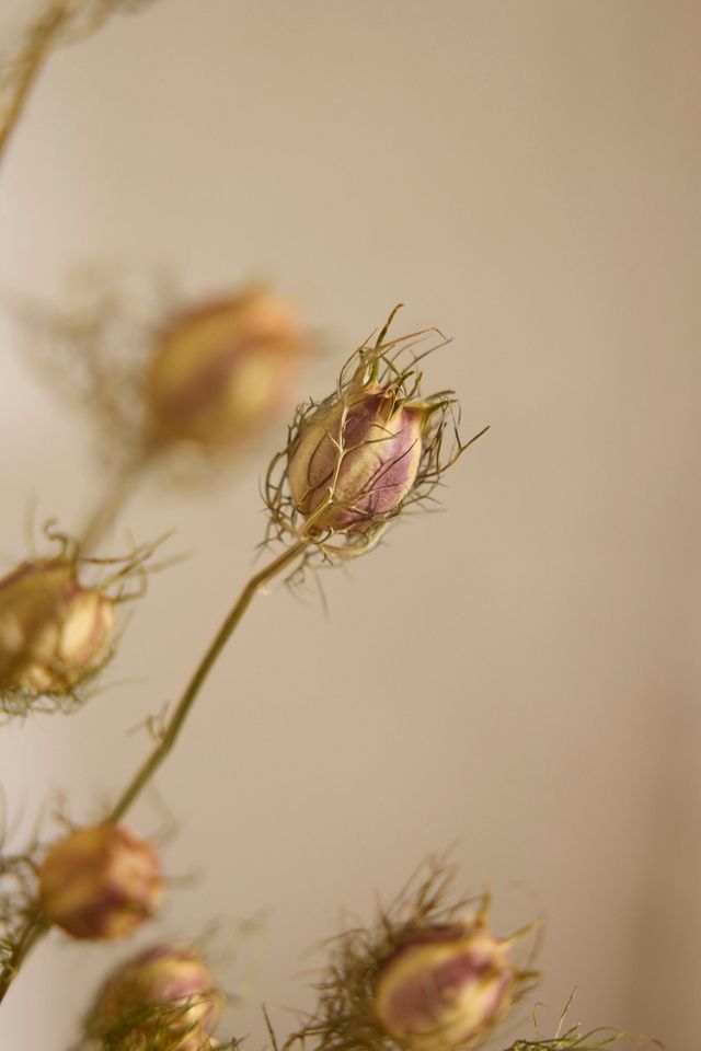 Dried Natural Nigella Bunch #1