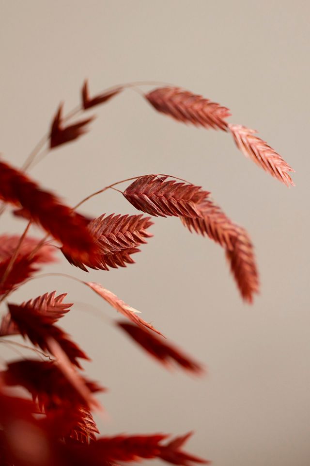 Dried Chasmanthium Bunch #1